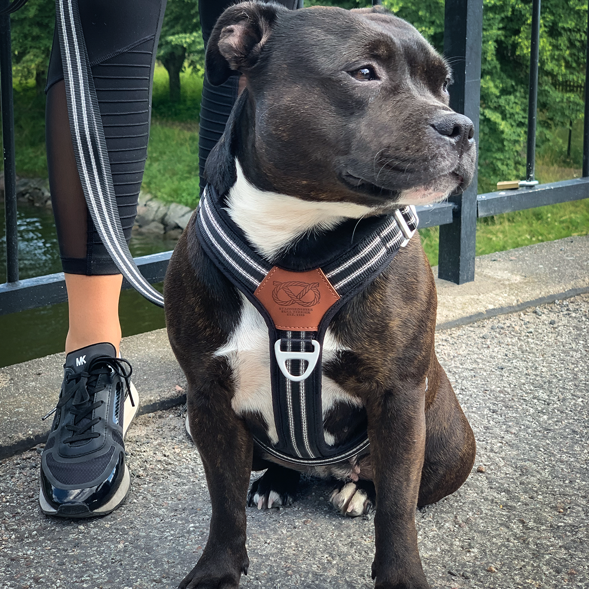 Nylon Harness & Leash Set v2.0 - Black - Staffordshire Bull Terrier 1935