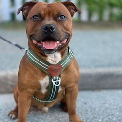 Nylon Harness & Leash Set - Green - Staffordshire Bull Terrier 1935