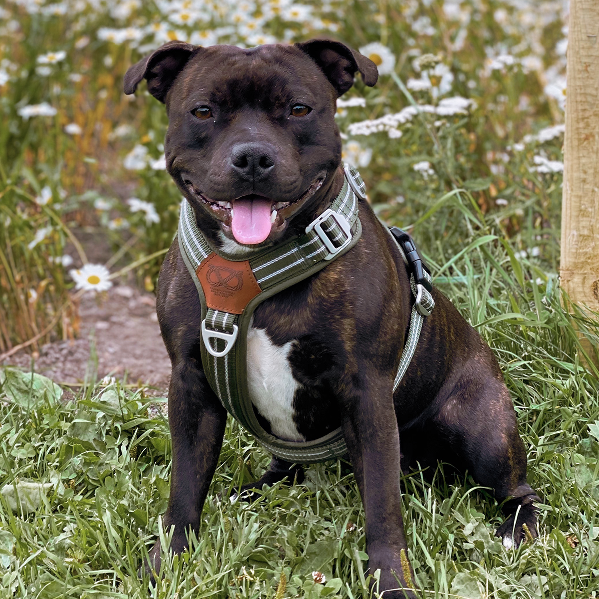 Nylon Harness & Leash Set - Green - Staffordshire Bull Terrier 1935