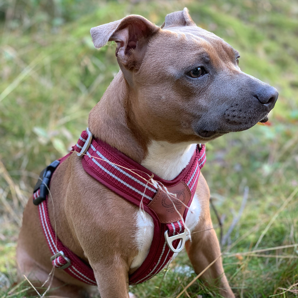 Nylon Harness & Leash Set v2.0 - Burgundy - Staffordshire Bull Terrier 1935