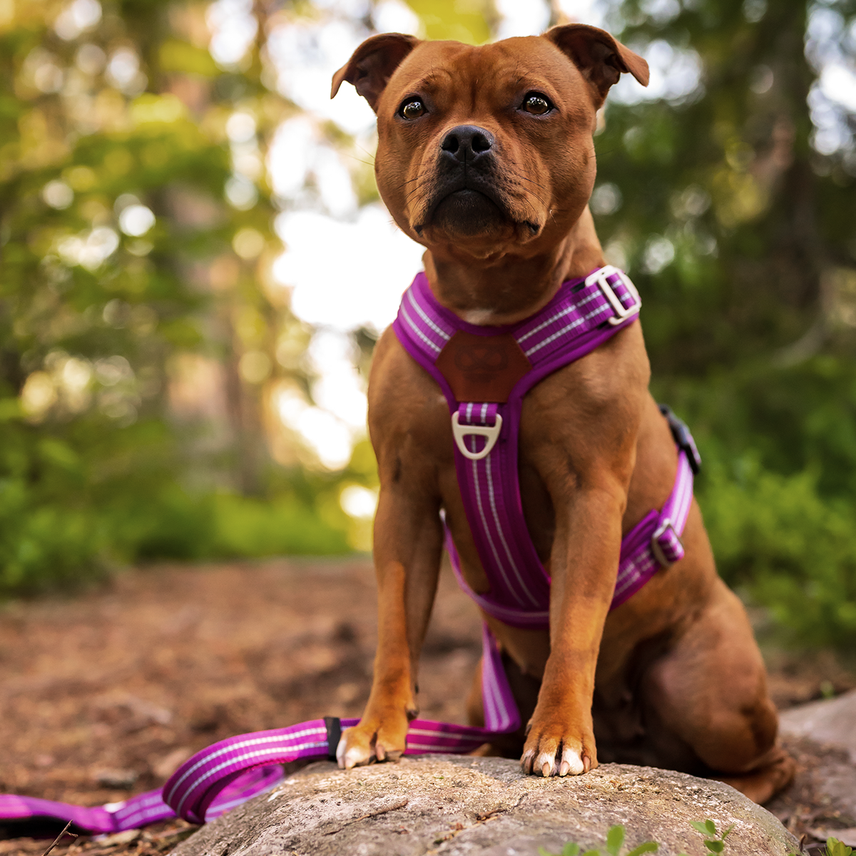 Nylon Harness & Leash Set - Purple - Staffordshire Bull Terrier 1935