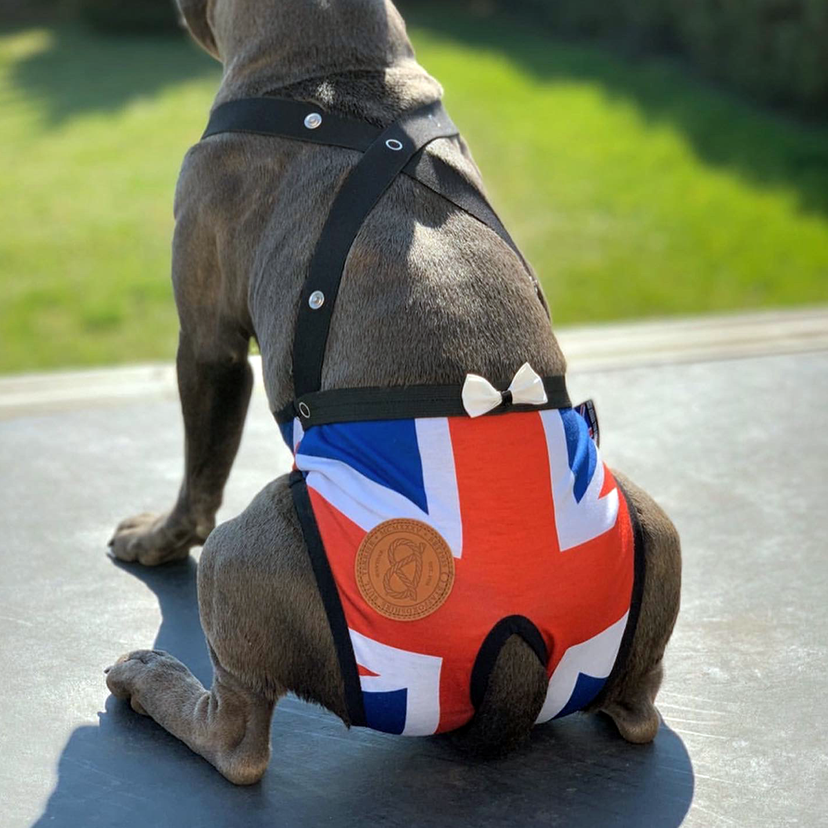 Tiktrosor - Union Jack - Staffordshire Bull Terrier 1935