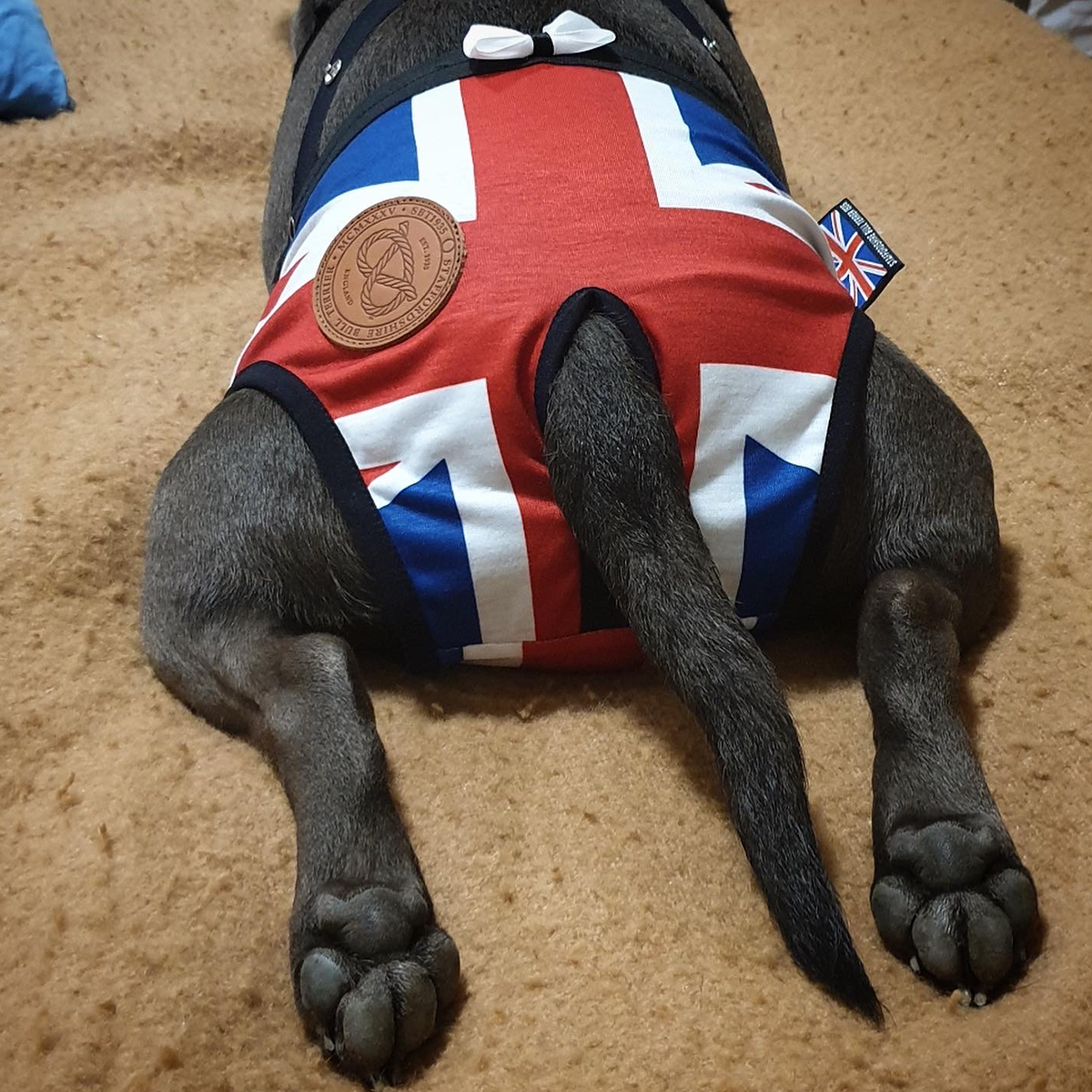 Tiktrosor - Union Jack - Staffordshire Bull Terrier 1935