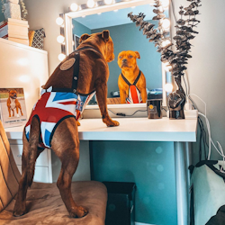 Hygiene Panties - Union Jack - Staffordshire Bull Terrier 1935