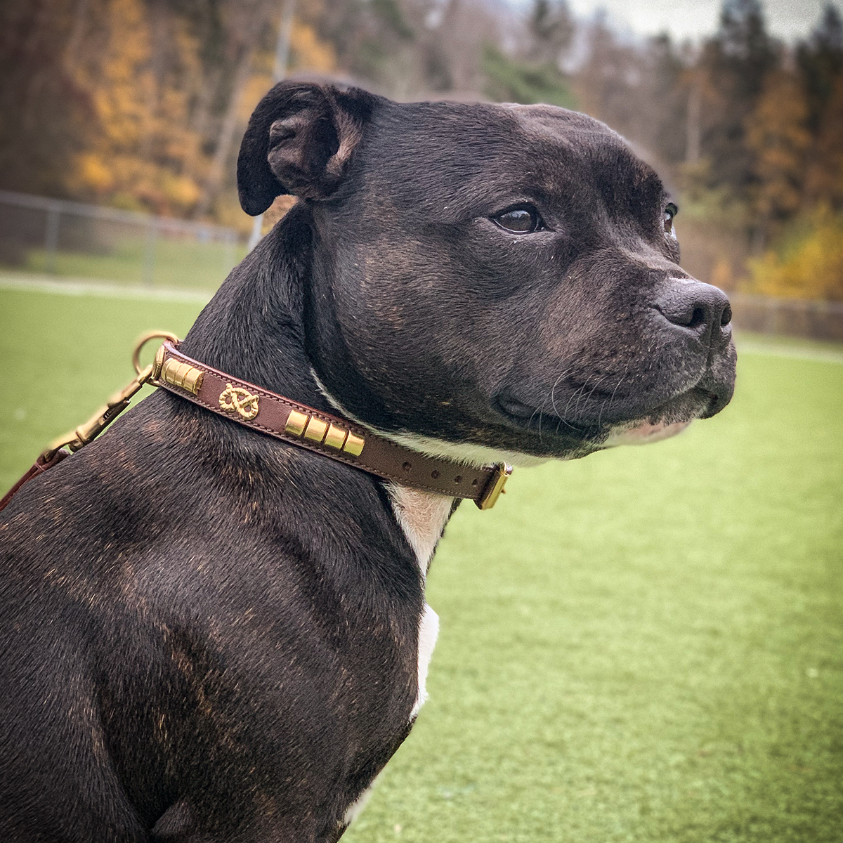 Utställning Halsband & Koppel Set - Champion - Brun/Guld - Staffordshire Bull Terrier 1935