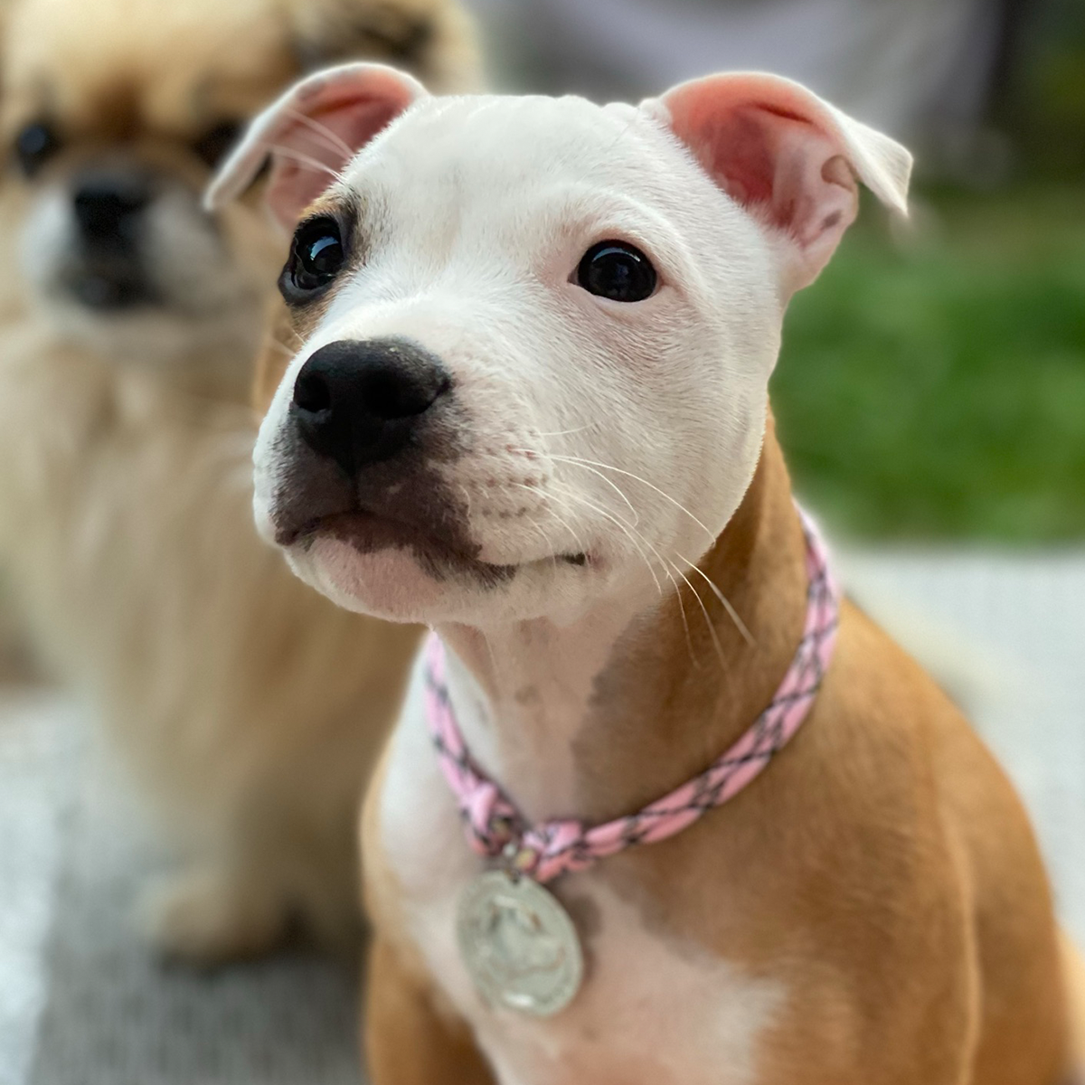 Paracord Collar & Nametag - Baby Pink & Black - Staffordshire Bull Terrier 1935