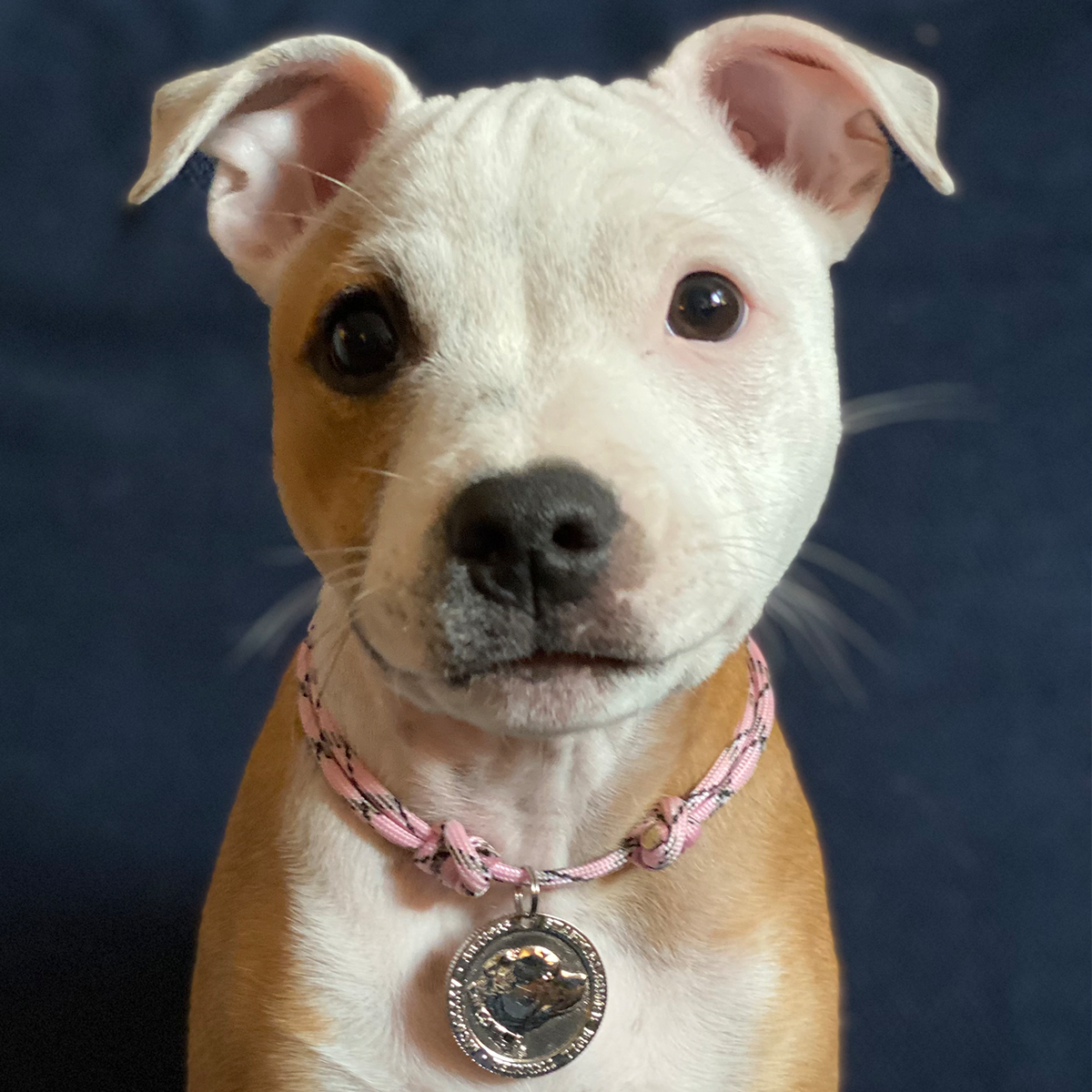 Paracord Collar & Nametag - Baby Pink & Black - Staffordshire Bull Terrier 1935