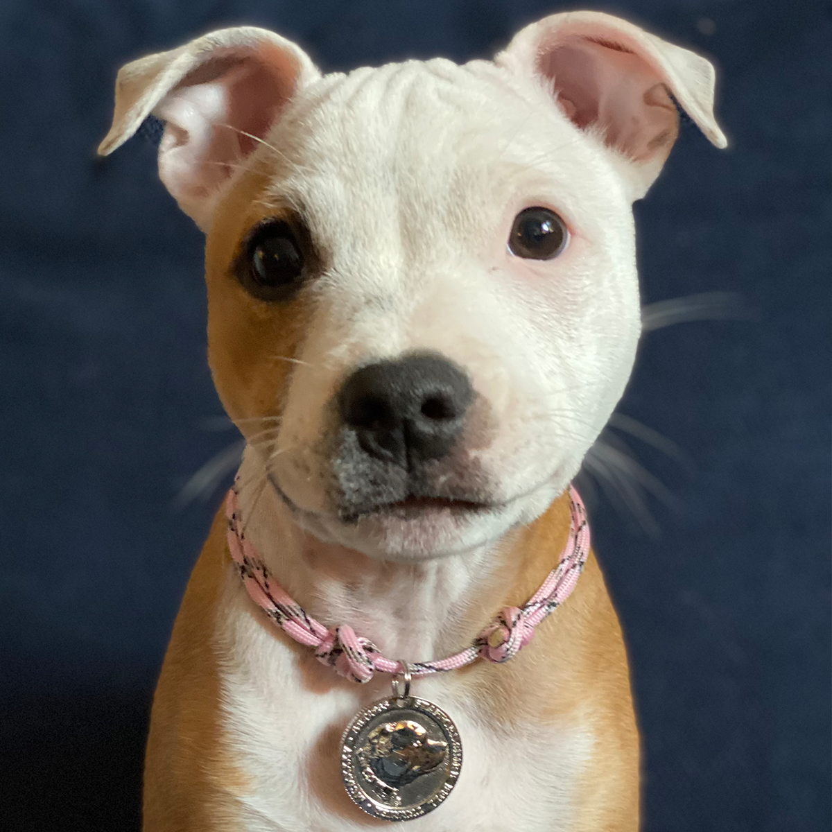 Paracord Halsband & Namnbricka - Babyrosa & Svart - Staffordshire Bull Terrier 1935