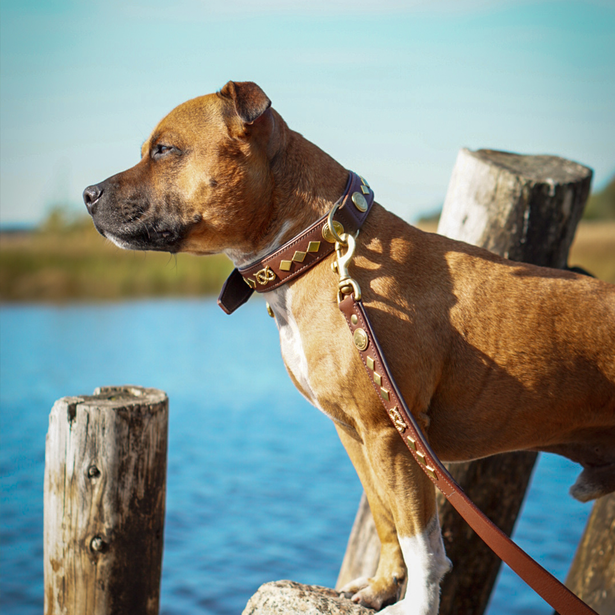 Leather Collar & Leash Set - Gentleman Jim - Brown/Gold - Staffordshire Bull Terrier 1935