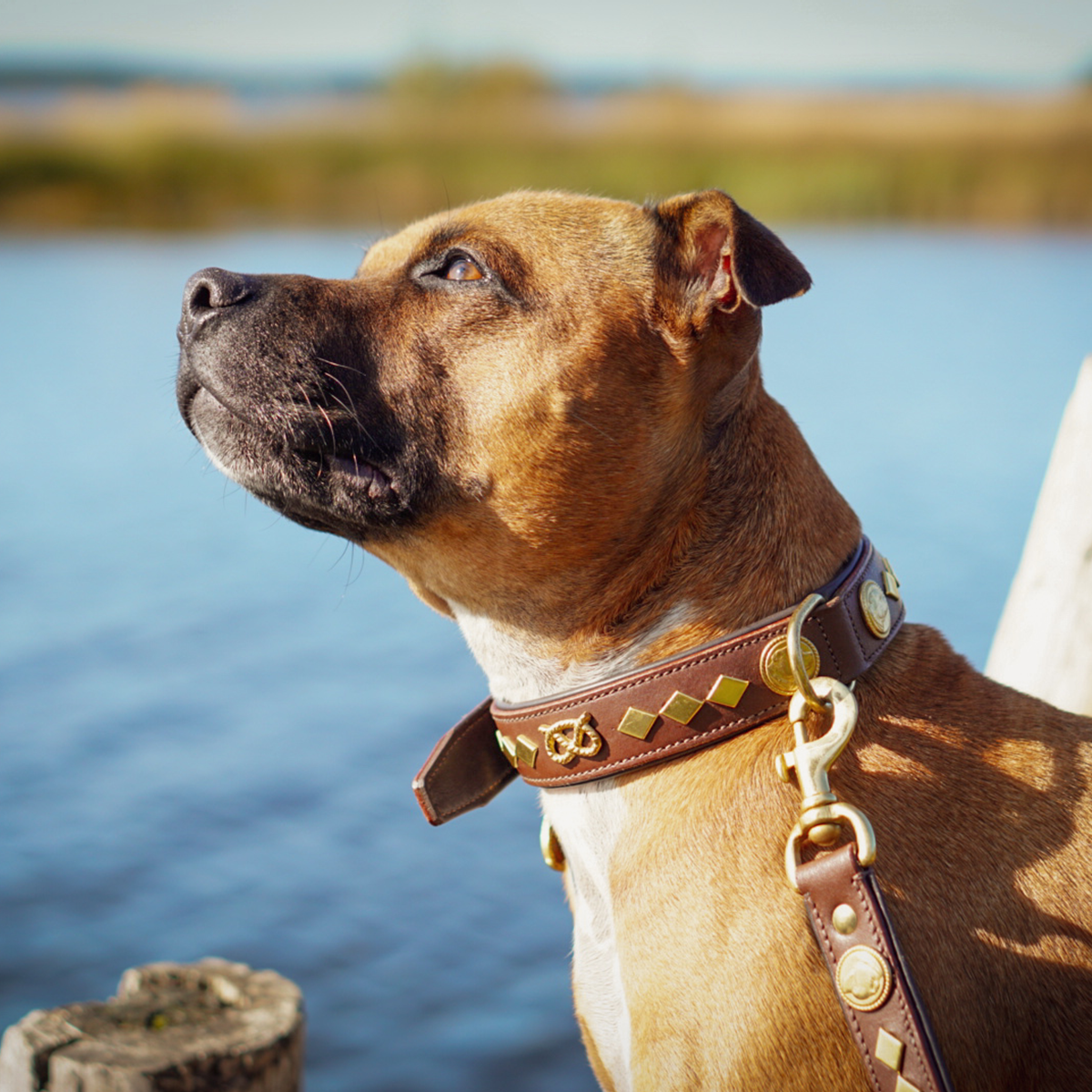 Leather Collar & Leash Set - Gentleman Jim - Brown/Gold - Staffordshire Bull Terrier 1935