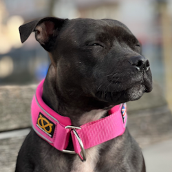 Martingale Collar - Fuchsia - Staffordshire Bull Terrier 1935