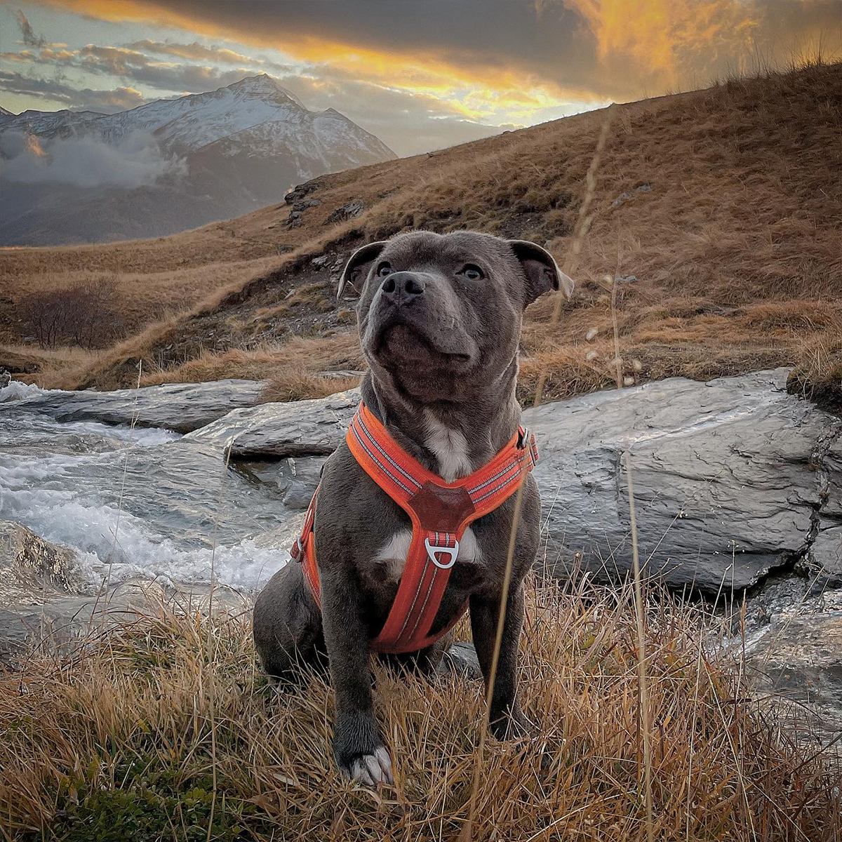 Nylon Harness & Leash Set - Orange - Staffordshire Bull Terrier 1935