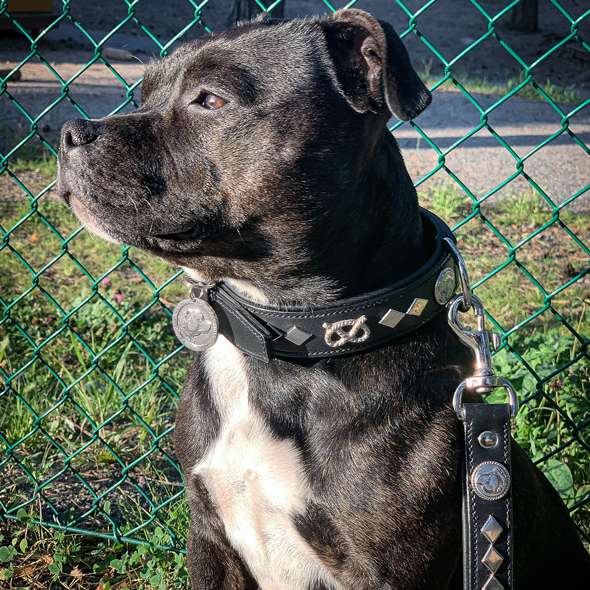 Leather Collar & Leash Set - Gentleman Jim - Black/Silver - Staffordshire Bull Terrier 1935