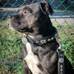 Leather Collar & Leash Set - Gentleman Jim - Black/Silver - Staffordshire Bull Terrier 1935