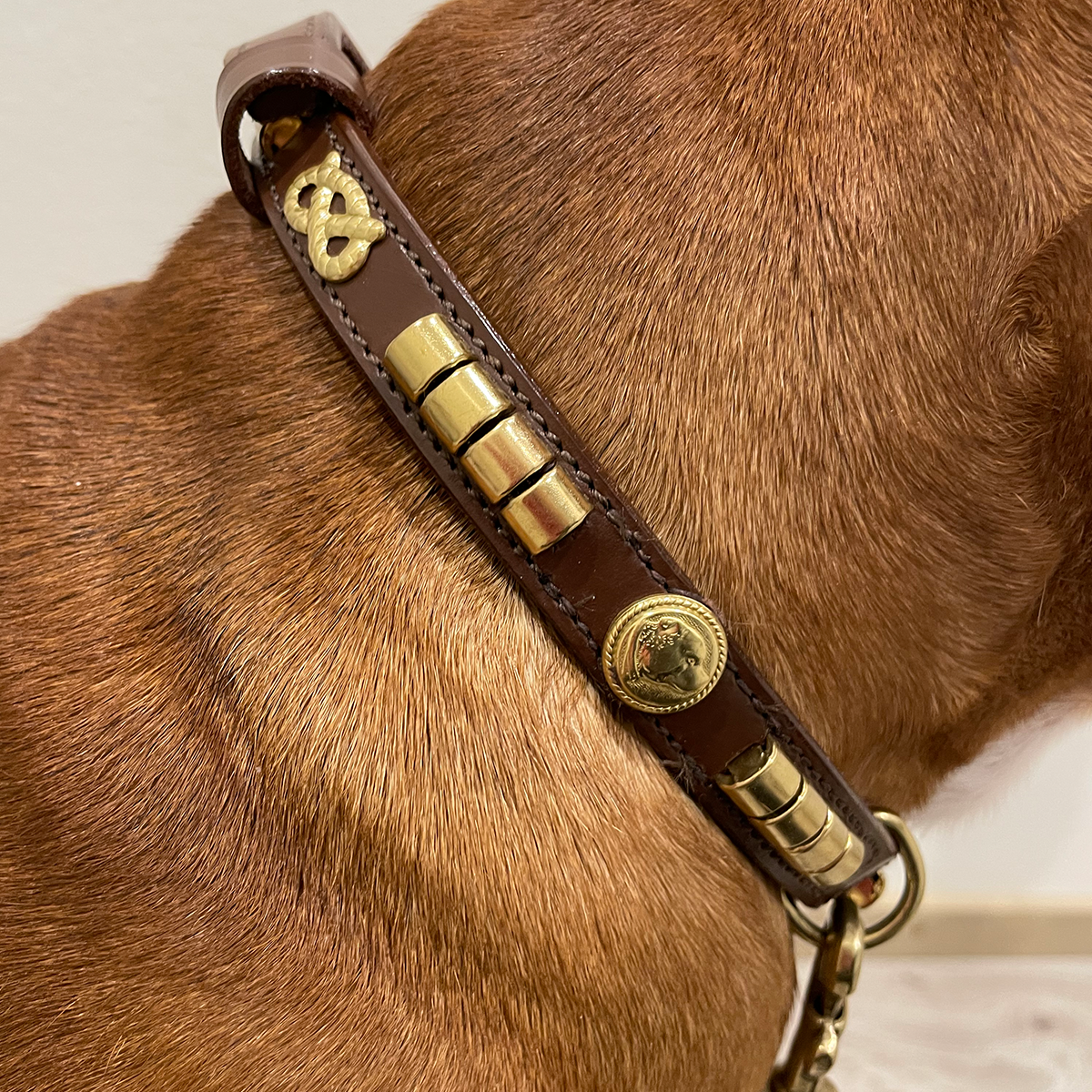 Utställning Halsband & Koppel Set - Champion - Brun/Guld - Staffordshire Bull Terrier 1935