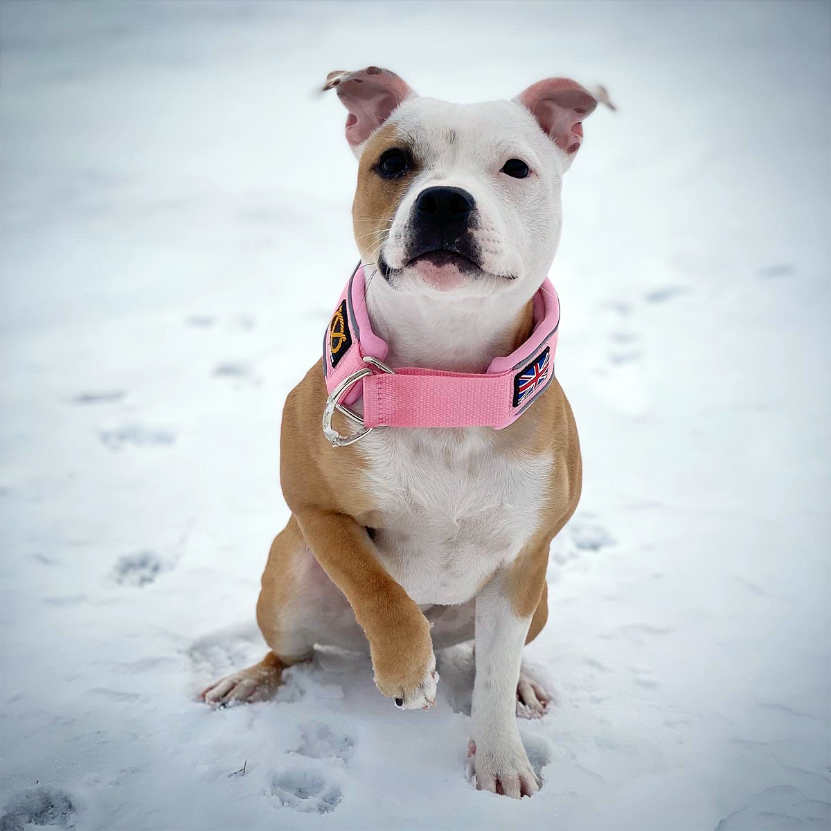 Martingale Collar - Baby Pink - Staffordshire Bull Terrier 1935