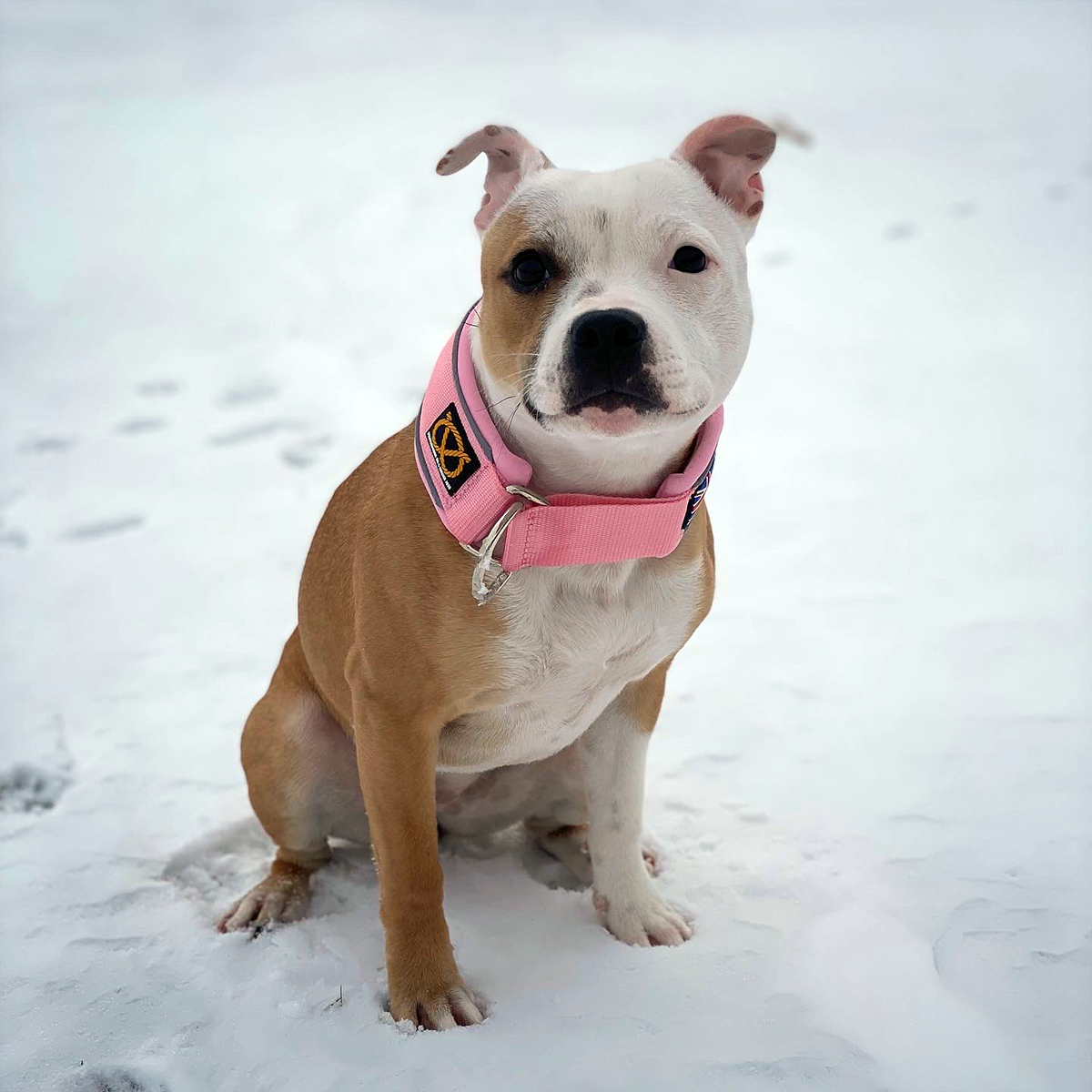 Martingale Collar - Baby Pink - Staffordshire Bull Terrier 1935