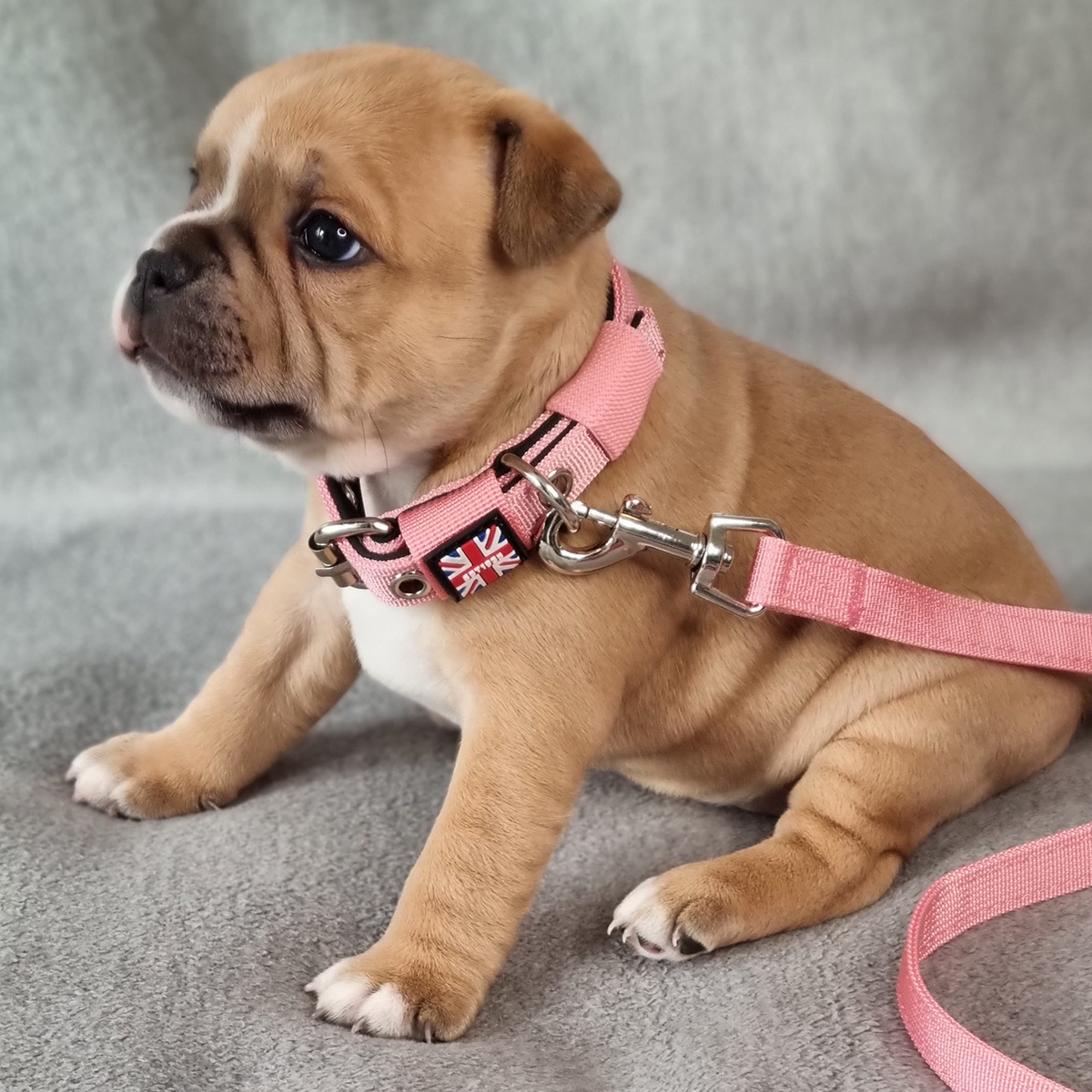 Puppy Nylon Collar & Leash Set - Baby Pink - Staffordshire Bull Terrier 1935