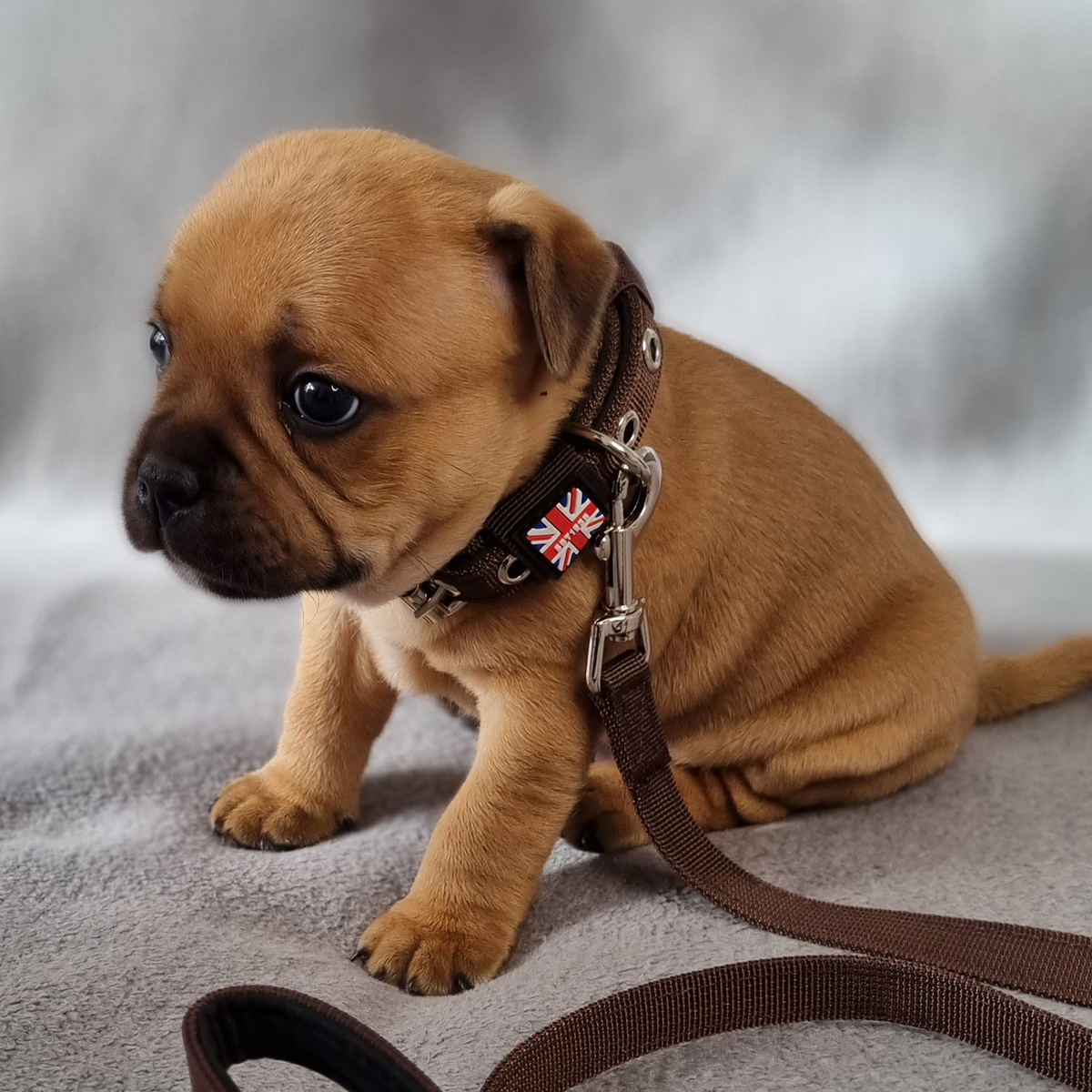 Staffordshire Bull Terrier Puppy Collar & Leash #sbt1935puppycollar -  Staffordshire Bull Terrier 1935