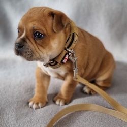 Puppy Nylon Collar & Leash Set - Tan - Staffordshire Bull Terrier 1935