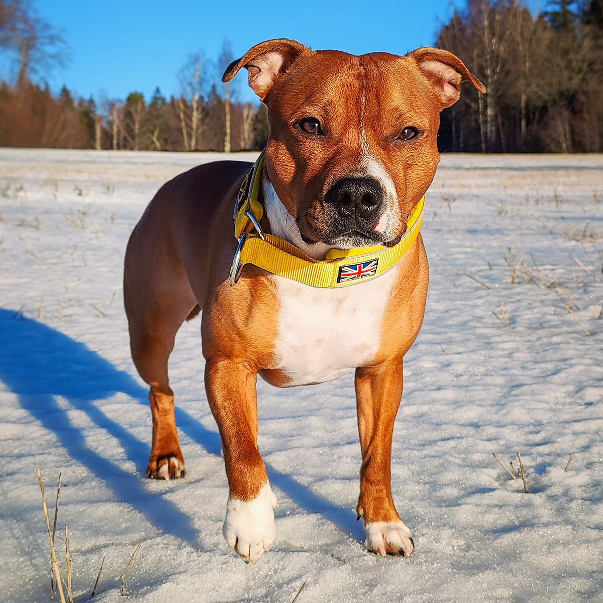 Martingale Collar - Yellow - Staffordshire Bull Terrier 1935