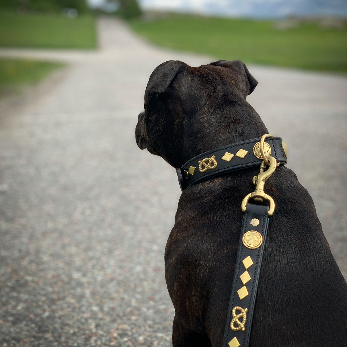 Leather Collar & Leash Set - Gentleman Jim - Black/Gold - Staffordshire Bull Terrier 1935