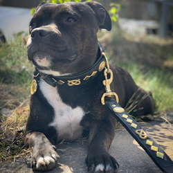 Leather Collar & Leash Set - Gentleman Jim - Black/Gold - Staffordshire Bull Terrier 1935