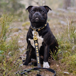 Leather Collar & Leash Set - Gentleman Jim - Black/Gold - Staffordshire Bull Terrier 1935