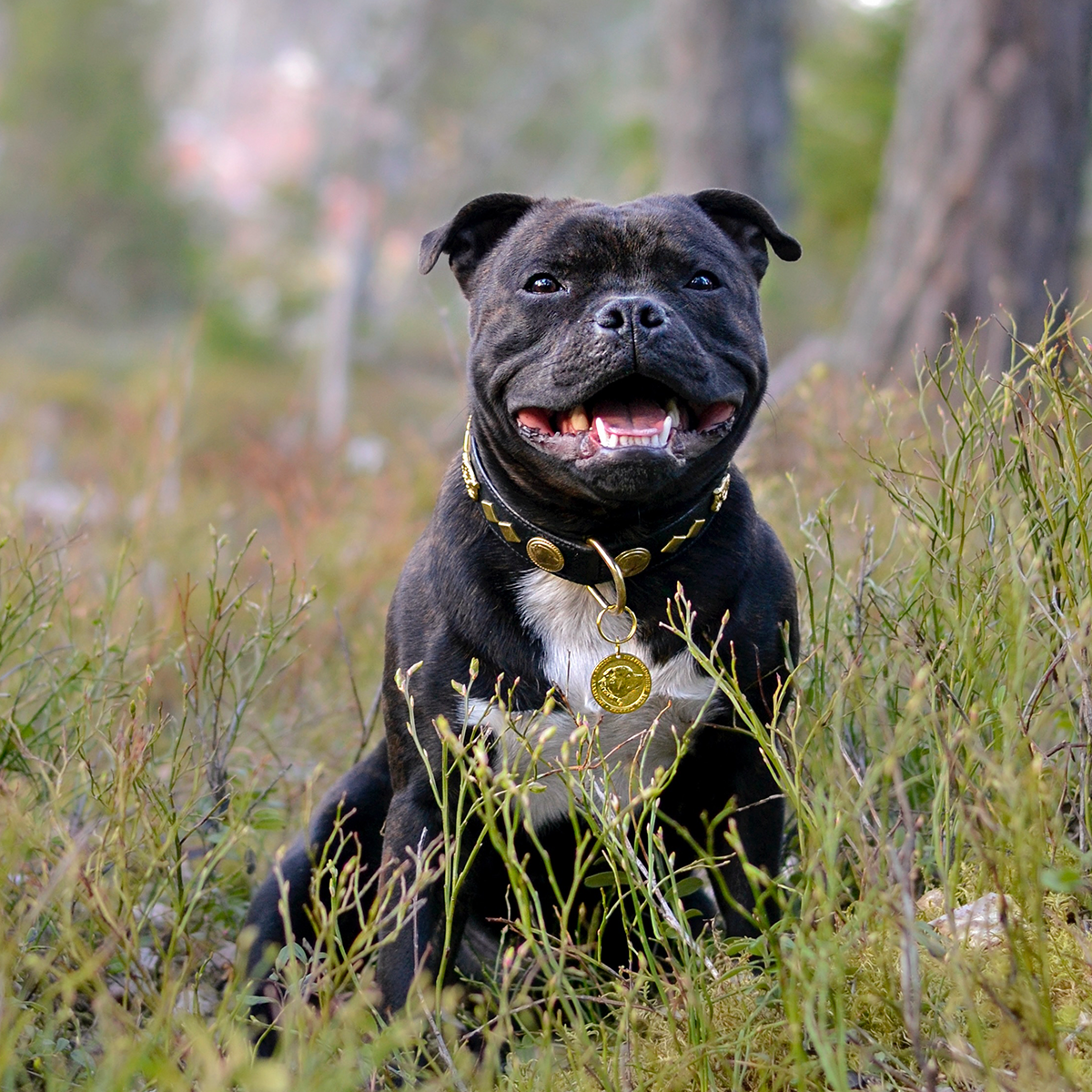 Leather Collar & Leash Set - Gentleman Jim - Black/Gold - Staffordshire Bull Terrier 1935