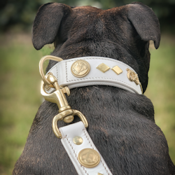 Läder Halsband & Koppel Set - Gentleman Jim - Vit/Guld - Staffordshire Bull Terrier 1935