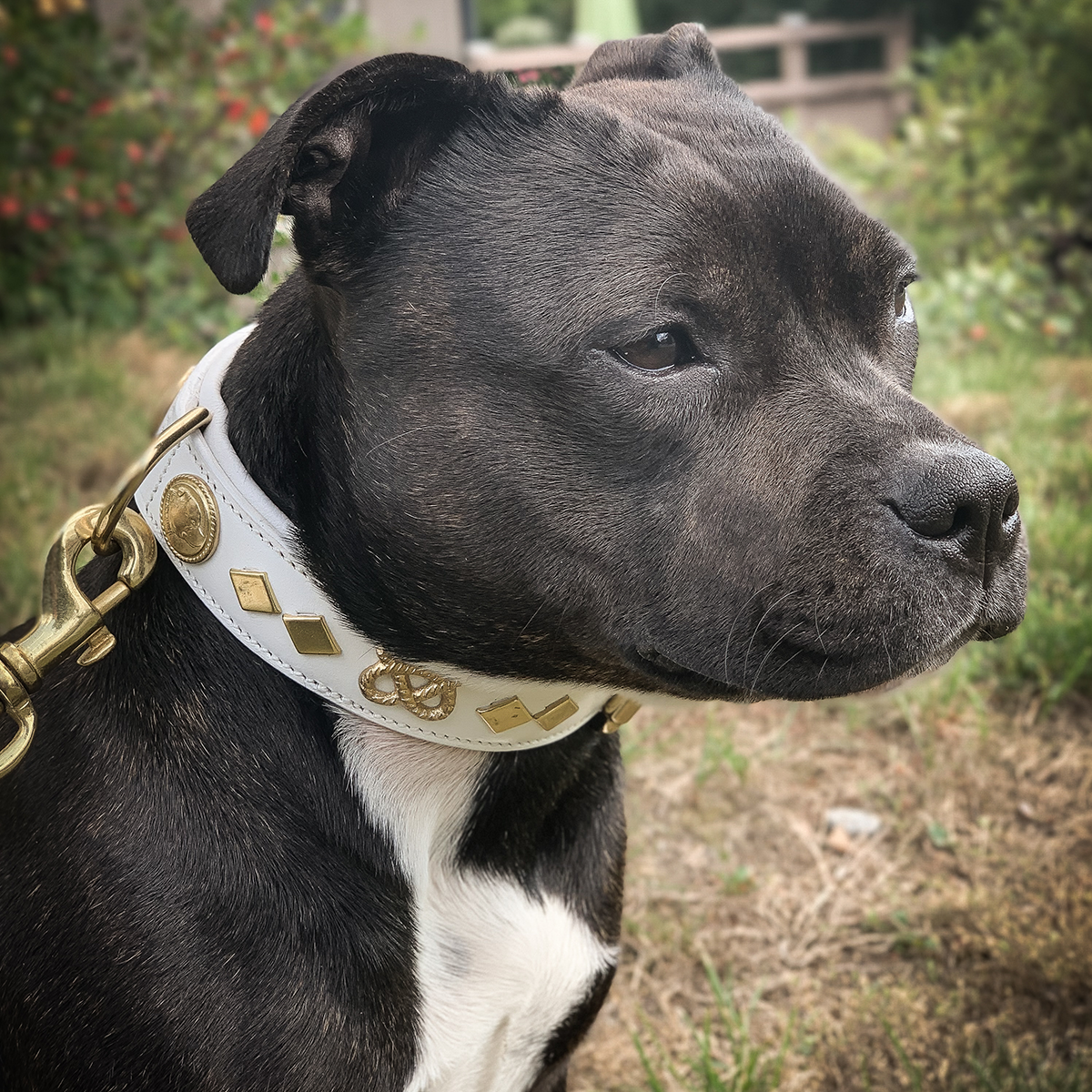 Leather Collar & Leash Set - Gentleman Jim - White/Gold - Staffordshire Bull Terrier 1935