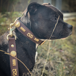 Leather Collar & Leash - Gladiator - Brown/Gold - Staffordshire Bull Terrier 1935
