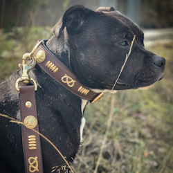 Läder Halsband & Koppel Set - Gladiator - Brun/Guld - Staffordshire Bull Terrier 1935