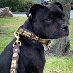 Leather Collar & Leash Set - Jefferson - Brown/Gold - Staffordshire Bull Terrier 1935