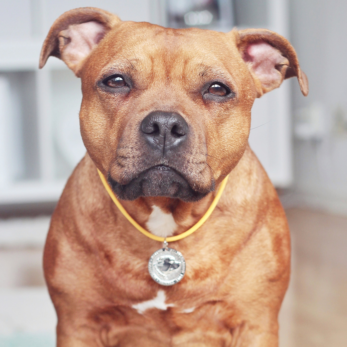 Paracord Collar & Nametag - Yellow - Staffordshire Bull Terrier 1935