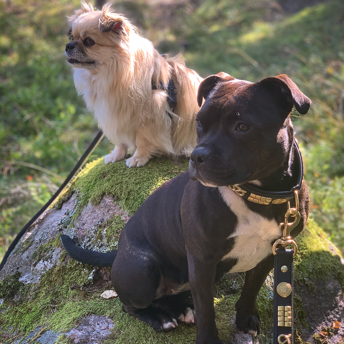 Läder Halsband & Koppel Set - Jefferson - Svart/Guld - Staffordshire Bull Terrier 1935