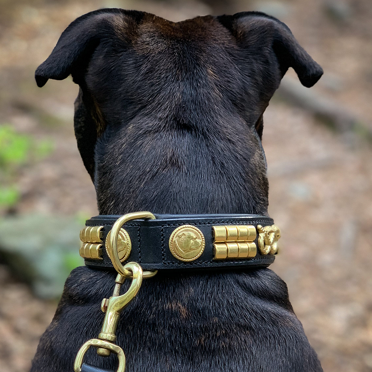 Läder Halsband & Koppel Set - Jefferson - Svart/Guld - Staffordshire Bull Terrier 1935