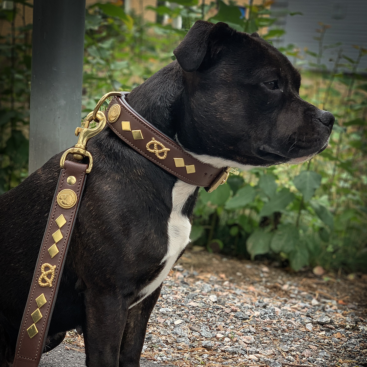 Leather Collar & Leash Set - Gentleman Jim - Brown/Gold - Staffordshire Bull Terrier 1935