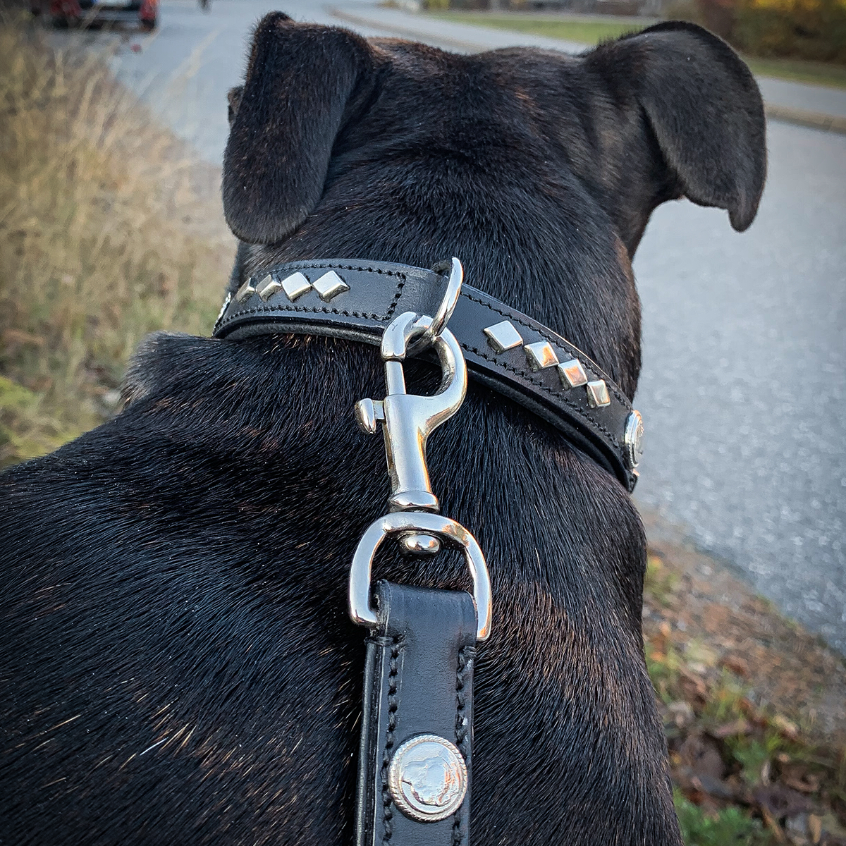 Läder Halsband & Koppel Set - Monarch - Svart/Silver - Staffordshire Bull Terrier 1935