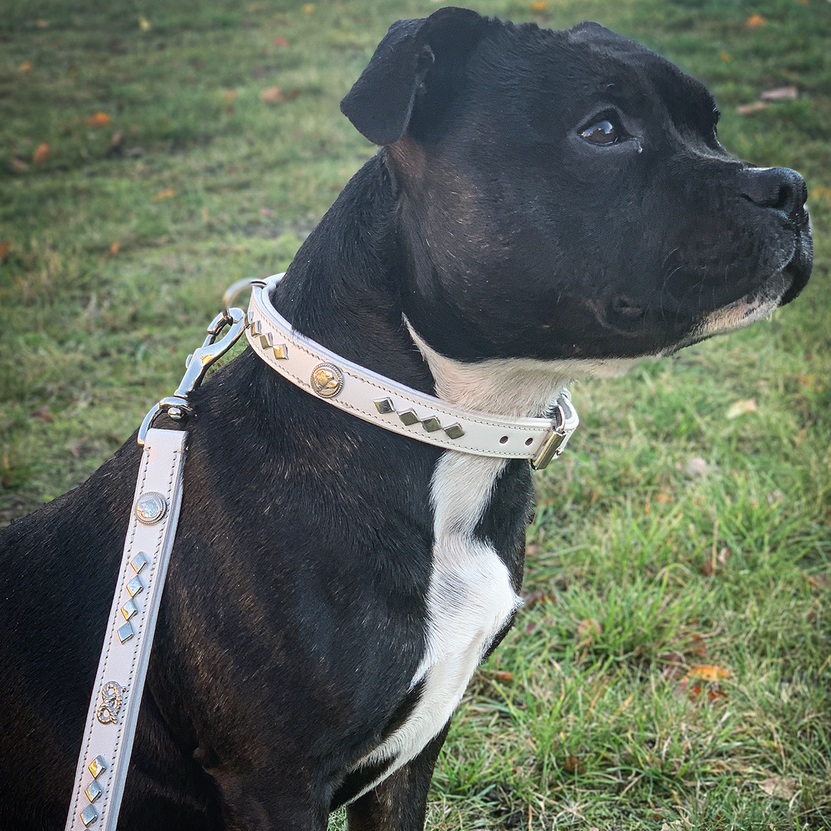 Leather Collar & Leash Set - Monarch - White/Silver - Staffordshire Bull Terrier 1935