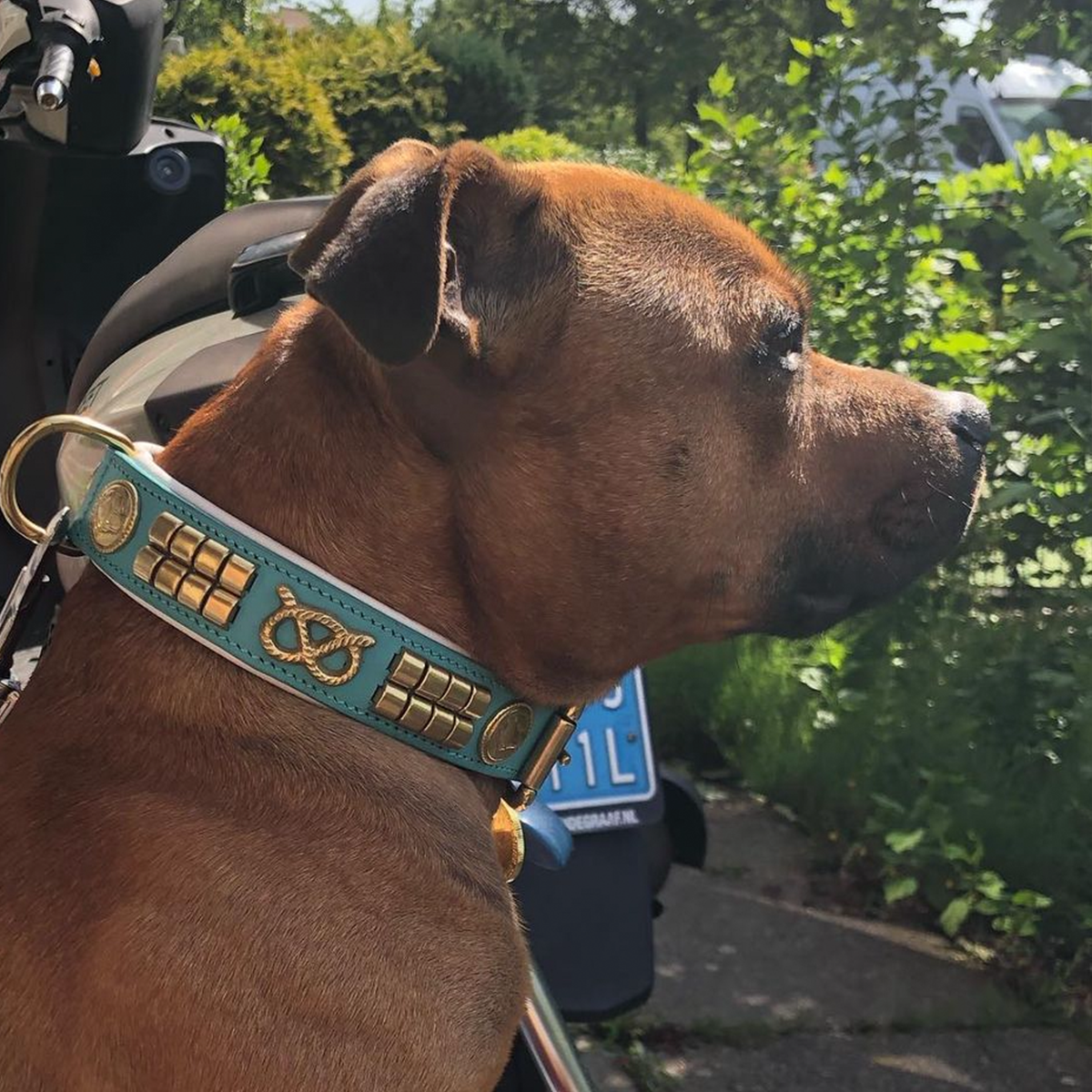 Leather Collar & Leash Set - Jefferson - Turquoise/white Gold - Staffordshire Bull Terrier 1935