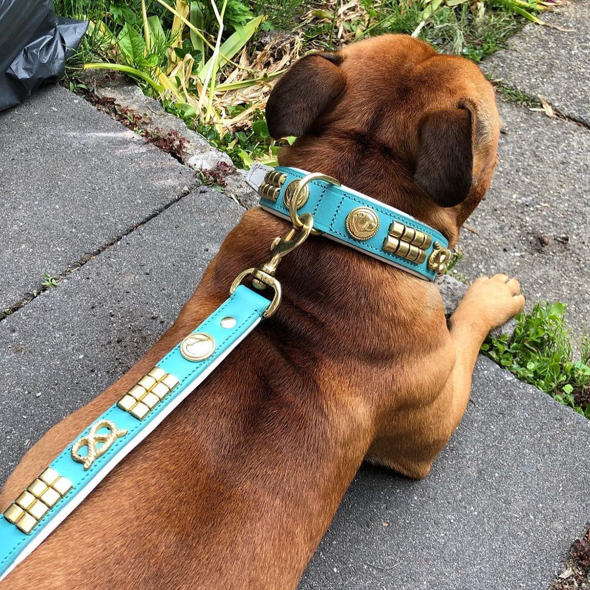 Leather Collar & Leash Set - Jefferson - Turquoise/white Gold - Staffordshire Bull Terrier 1935