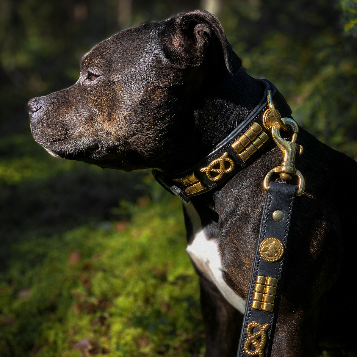 Leather Collar & Leash Staffordshire Bull Terrier 1935 - Staffordshire Bull  Terrier 1935