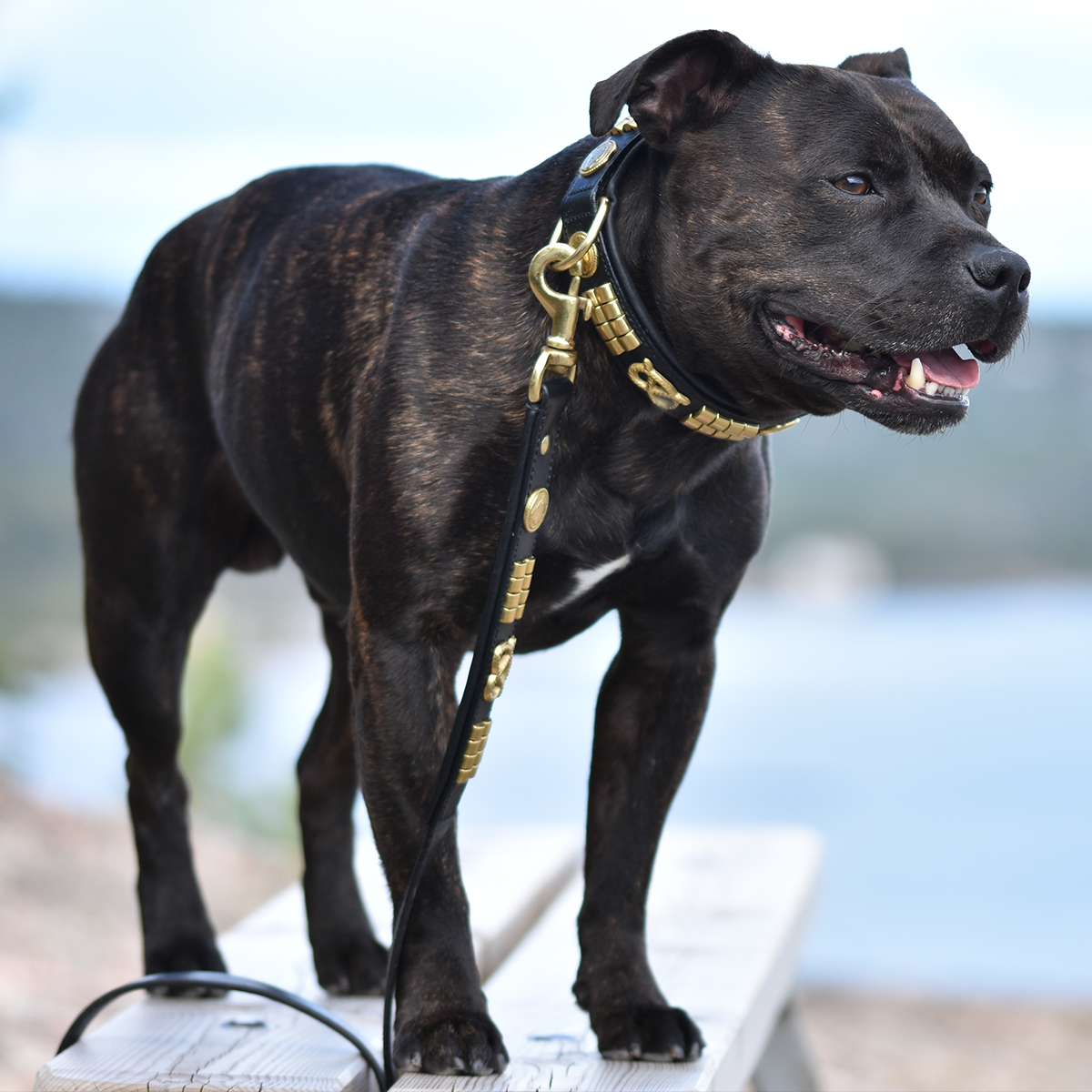 LEATHER DESIGNER DOG COLLAR, BRASS STUDDED WITH STAFFY KNOT 14-18 ALL  COLOUR