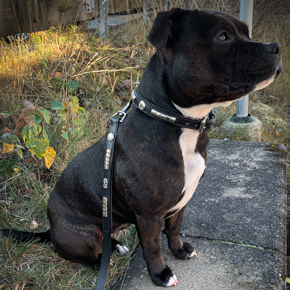 Leather Collar & Leash Set - Pied Piper - Black/Silver - Staffordshire Bull Terrier 1935
