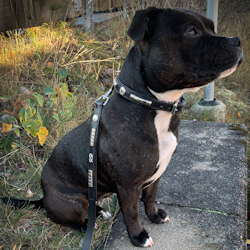 Leather Collar & Leash Set - Pied Piper - Black/Silver - Staffordshire Bull Terrier 1935