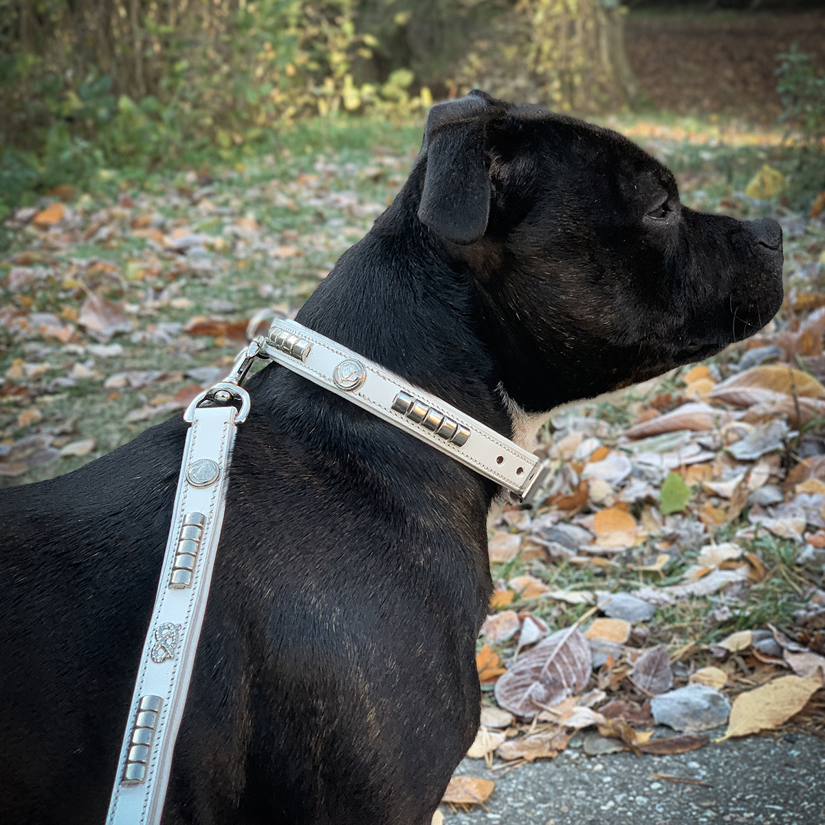 Läder Halsband & Koppel Set - Pied Piper - Vit/Silver - Staffordshire Bull Terrier 1935