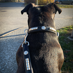 Läder Halsband - Pied Piper - Staffordshire Bull Terrier 1935