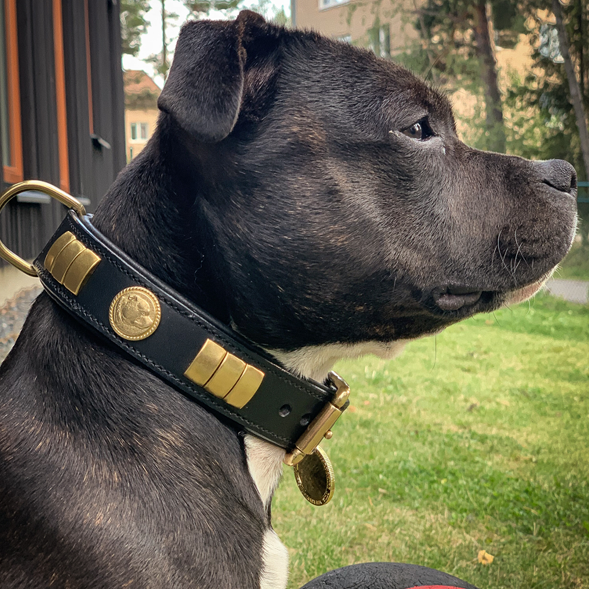 Leather Collar - Diplomat - Staffordshire Bull Terrier 1935