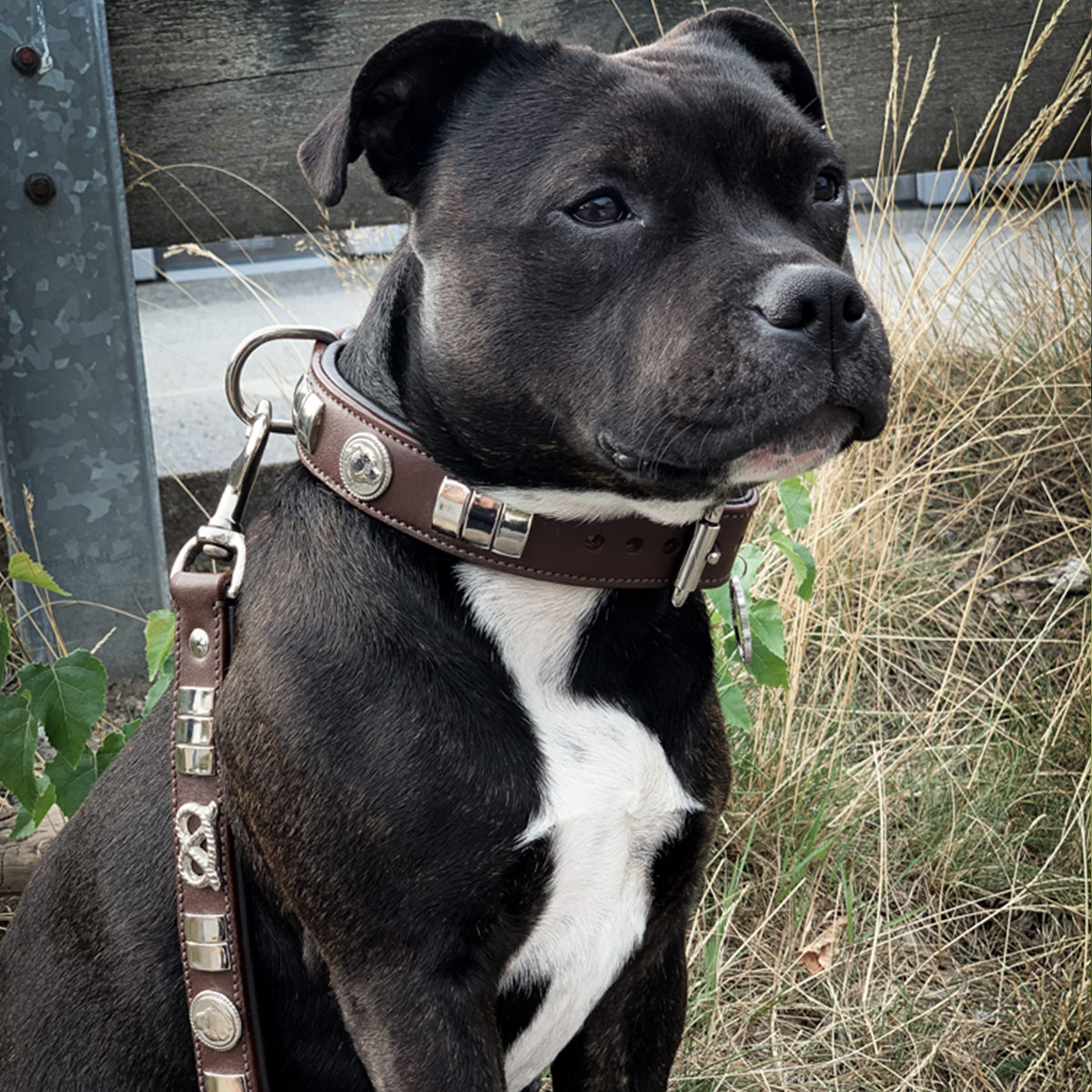 Läder Halsband - Diplomat - Staffordshire Bull Terrier 1935